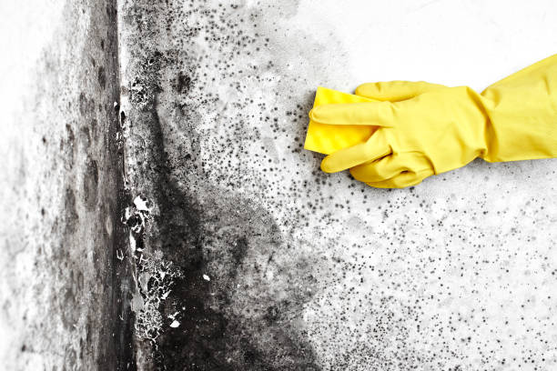 Best Asbestos and Lead Testing During Mold Inspection  in Algona, WA
