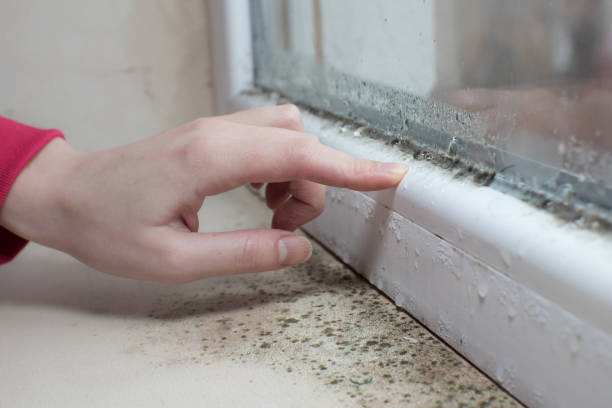 Best Attic Mold Removal  in Algona, WA