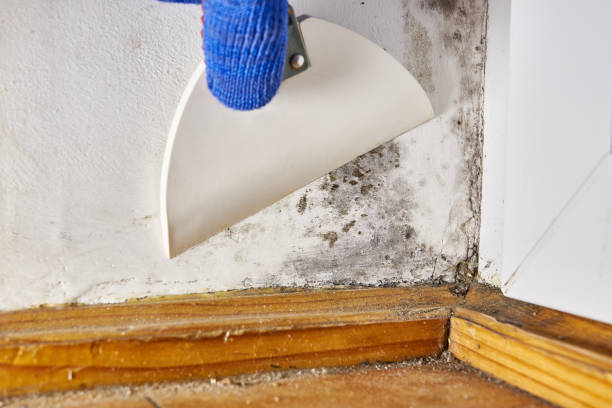 Environmental Consulting for Mold Prevention in Algona, WA
