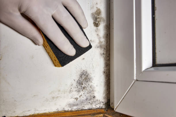Best Mold Documentation for Insurance Claims  in Algona, WA