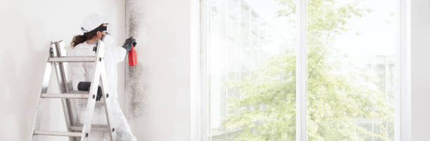 Algona, WA Mold Removal Company